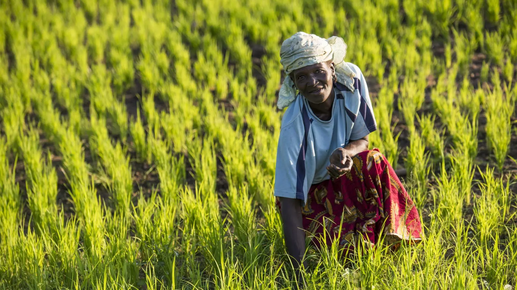 Agricultural Cooperative
